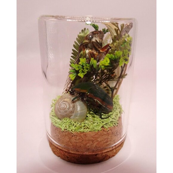 Cicada June Bug Snail Shell Luna Moth Wing Dried Flowers Oddity Jar taxidermy - Picture 4 of 14